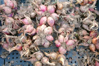 샬롯 재배 모종 씨쪽 나누기 건조 저장 병해 예방_4