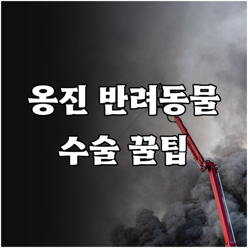 옹진군 반려동물 수술 가능한 병원과 ..
