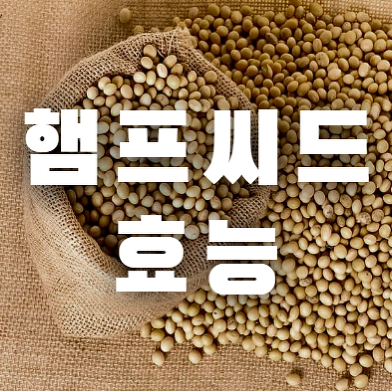 햄프 씨드 효능