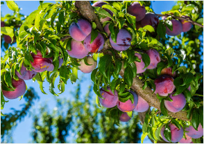 광양 매화 개화시기