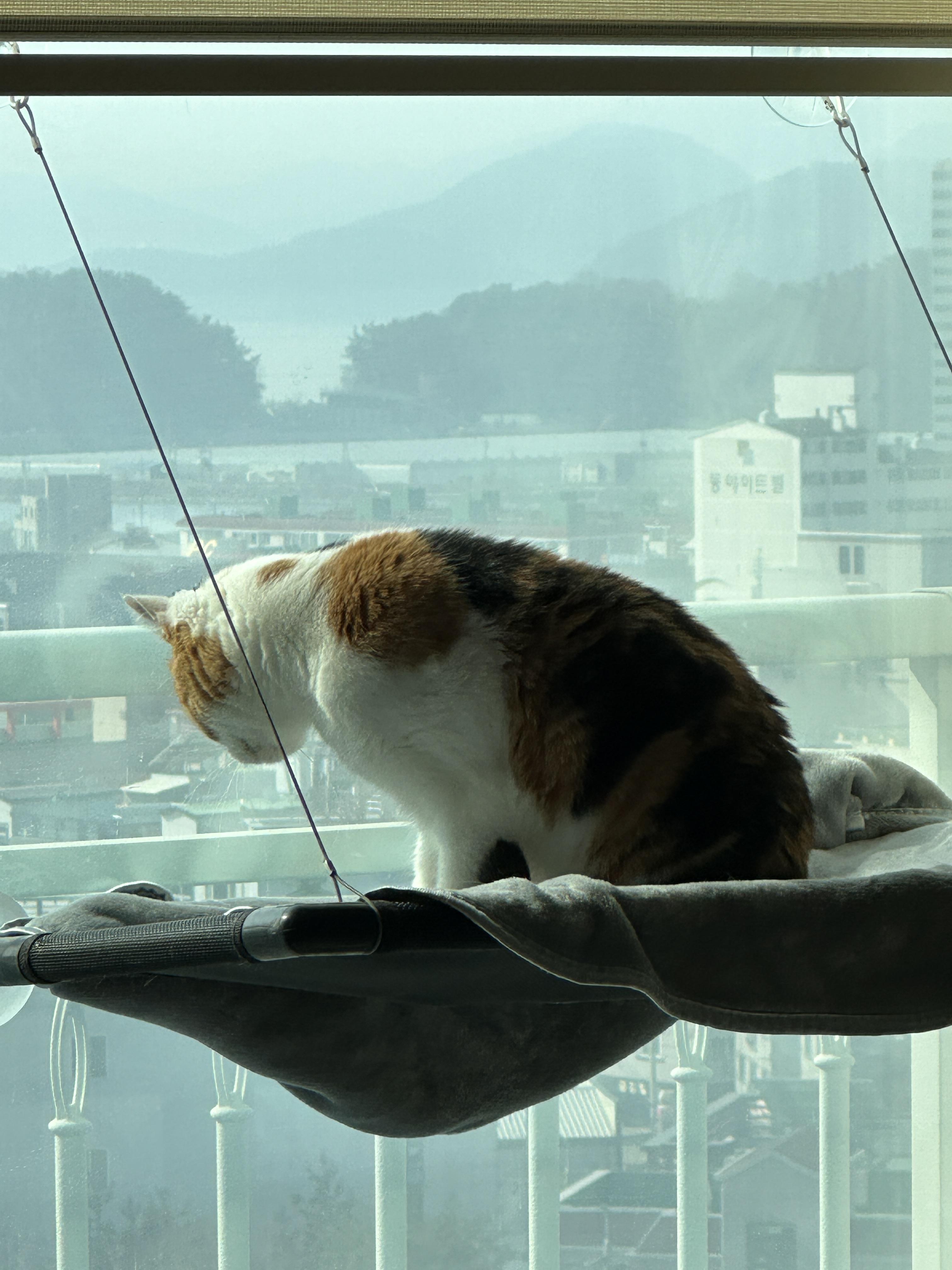 사다리차야 반가워 (feat.사다리차에 눈길을 빼앗긴 요미)