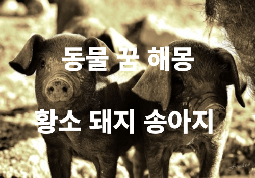 동물 무료 꿈 해몽 ( 동물이 나오는, 황소가 나오는, 돼지가 나오는, 송아지가 나오는 꿈 의미 )