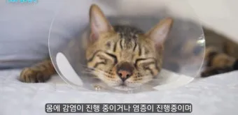 "고양이