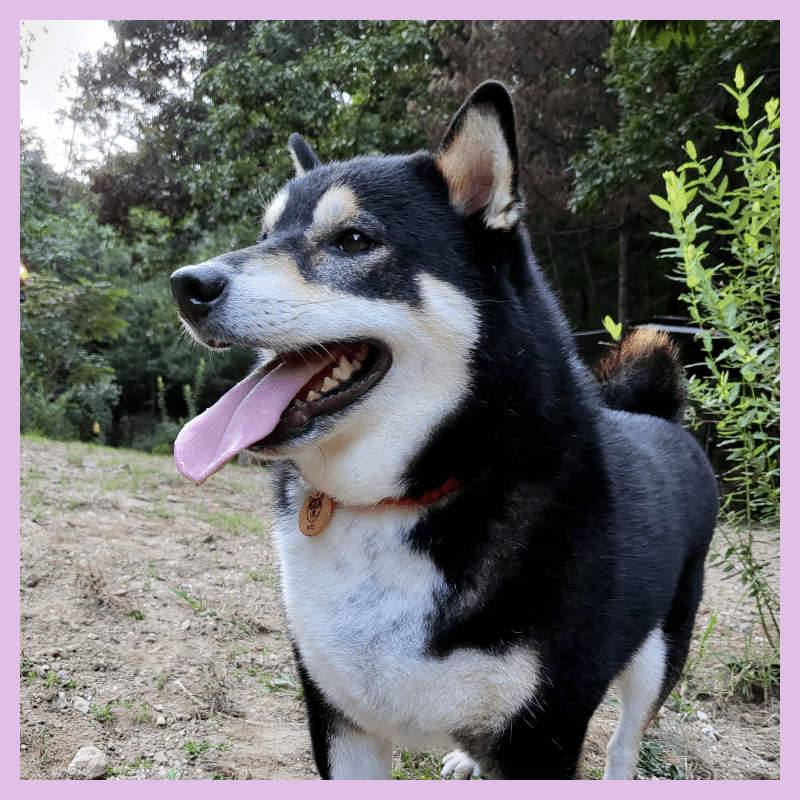 강아지-귀염증-외이염-예방법