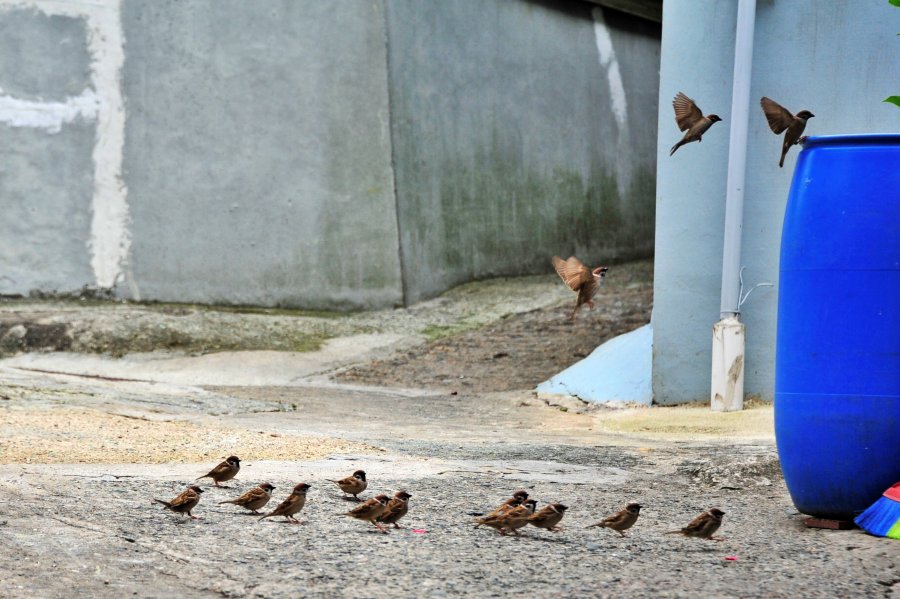 영도 산복도로 하나길에서 참새