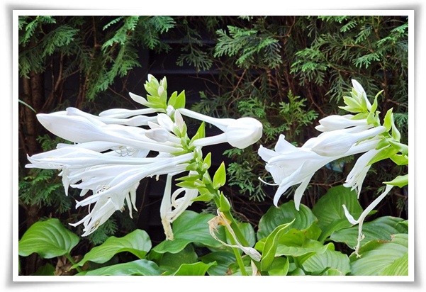 정원 "옥잠화 키우기" 초록빛 힐링을 선사하는 마법 같은 꽃!