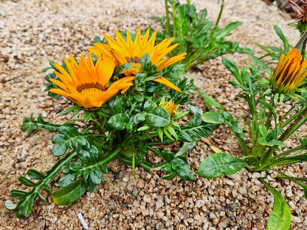 가자니아리겐스(태양국)