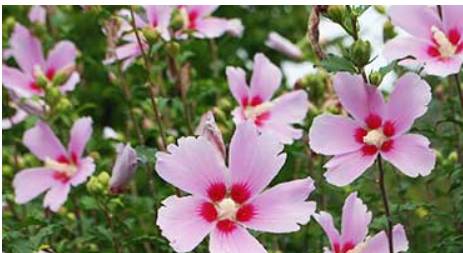 2025 광복 80주년 기념 홍천 나라꽃 무궁화 축제