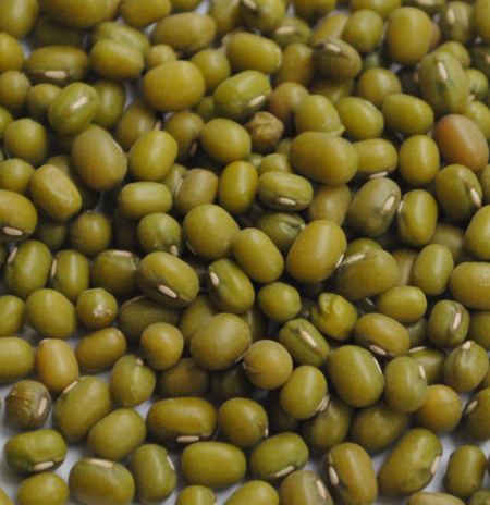 콩나물 효능 부작용 숙취 칼로리