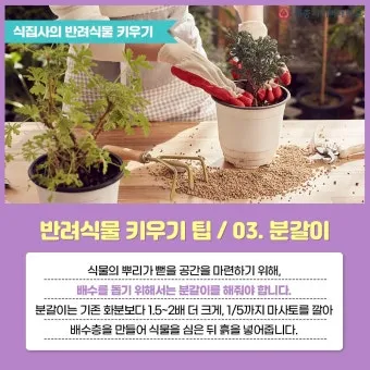 햇빛 부족 해결 식물등추천 설치위치 시간대 초보도 쉽게 적용_14