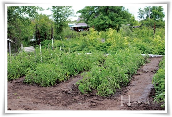 &quot;텃밭, 4월에 심기 좋은 작물&quot; 상추 시금치 열무 쑥갓 케일 루꼴라 당근 비트 무 감자 완두콩 땅콩 녹두 ...