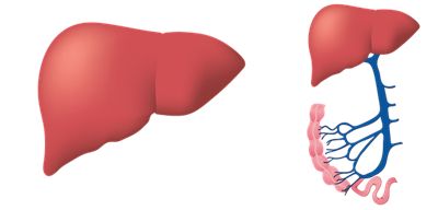 총빌리루빈 수치