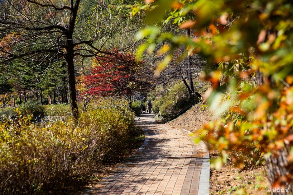 강릉 솔향수목원