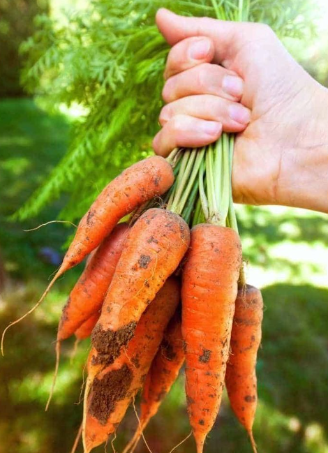 텃밭 당근 수확후 저장