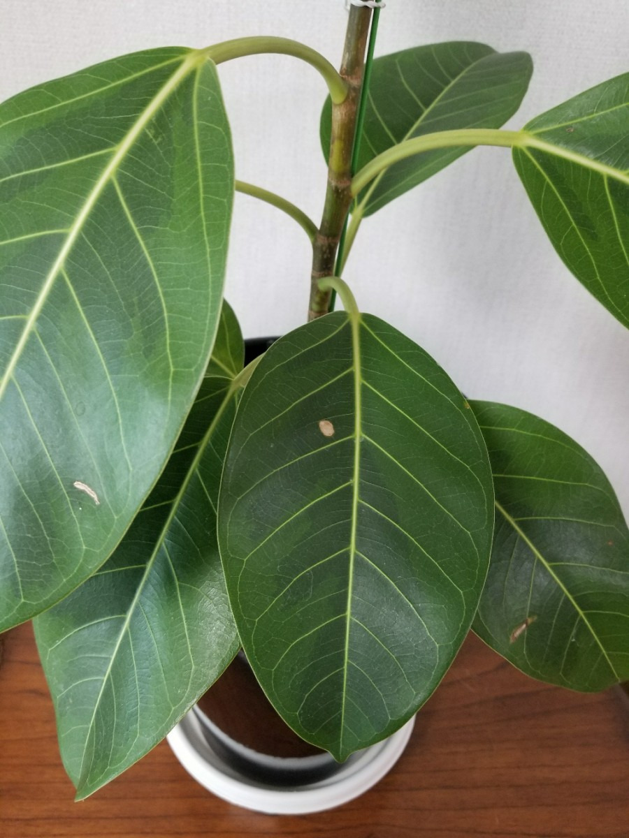 뱅갈 고무나무 잎말림