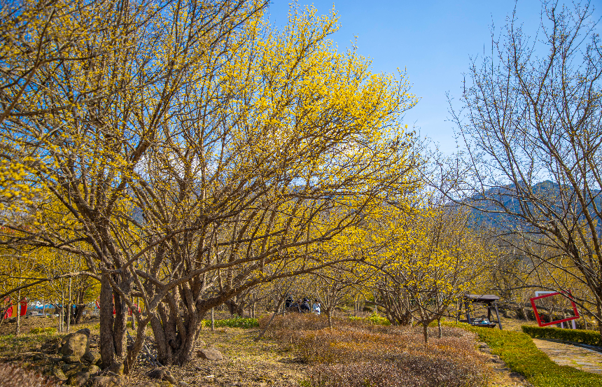 구례 산수유꽃축제 언제 갈까? 2025년 개화 시기 &amp; 필수 코스