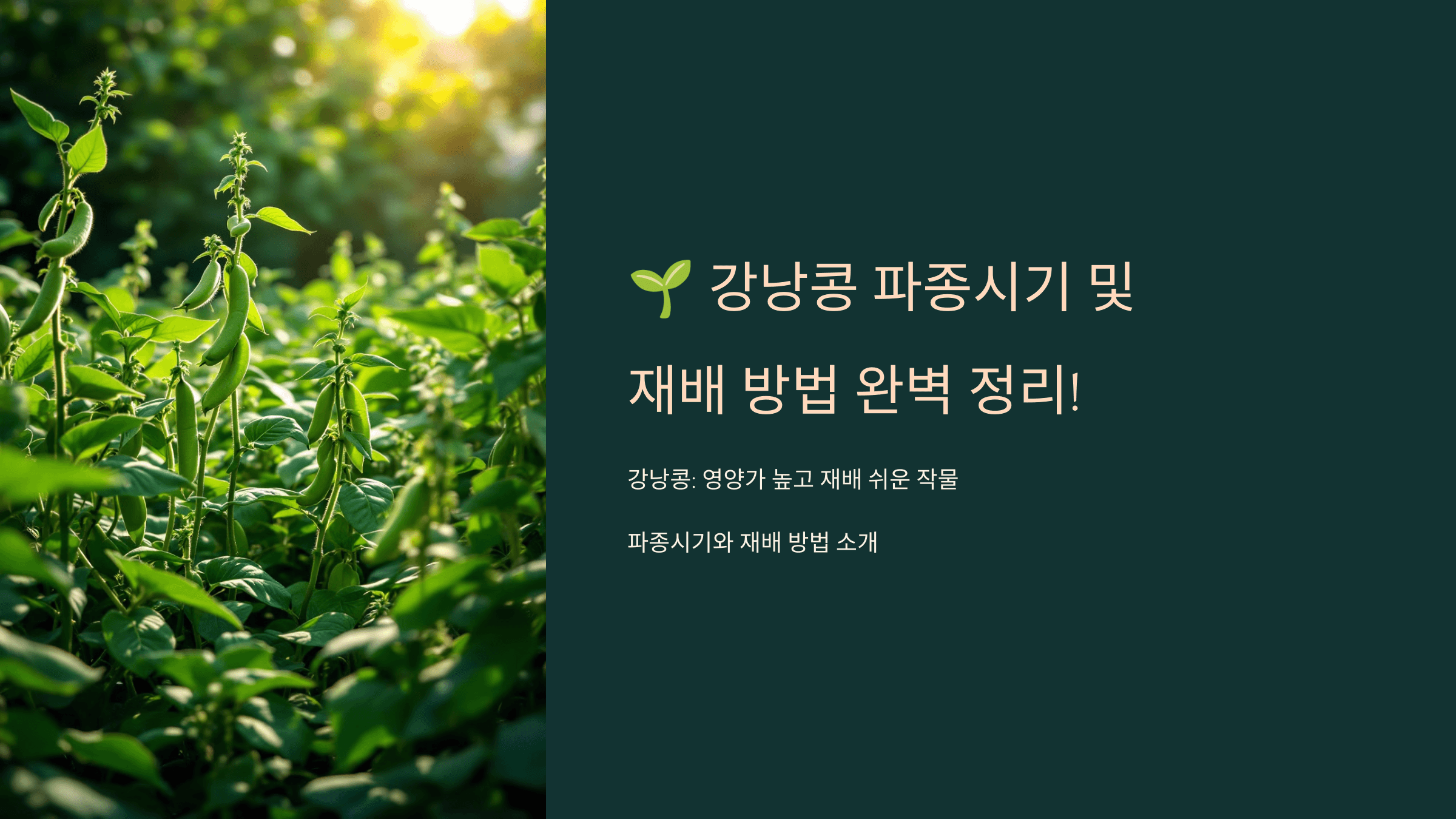 강낭콩 사진입니다.