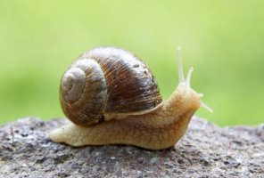 달팽이 점액의 화학적 성분과 피부 재생 효과