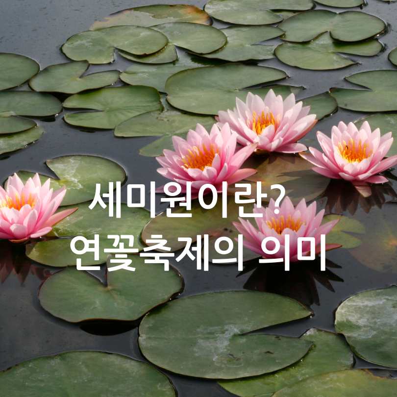 2025 양평 세미원 연꽃축제