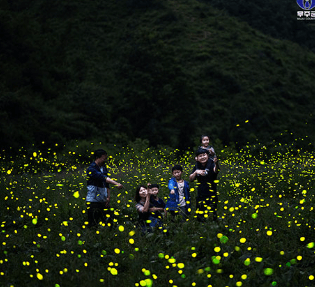 무주 반딧불 축제 반딧불 신비탐사