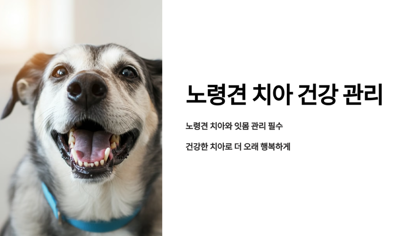 노령견의 치아 건강