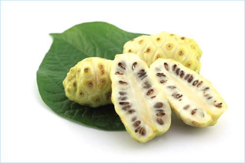 노니 효능 및 부작용, 분말 복용법