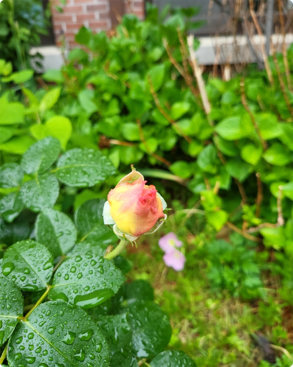 꽂 망울이 저를 보네요