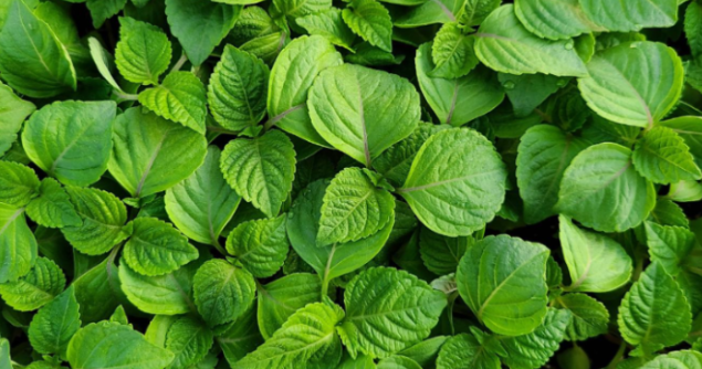 들깨 심는시기(파종시기, 심기방법, 재배방법, 수확하기) 깻잎키우기 총정리!