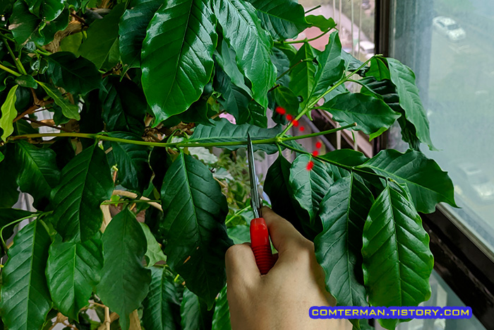 커피나무 가지치기 분기점