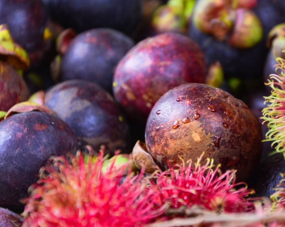 망고스틴 먹는법