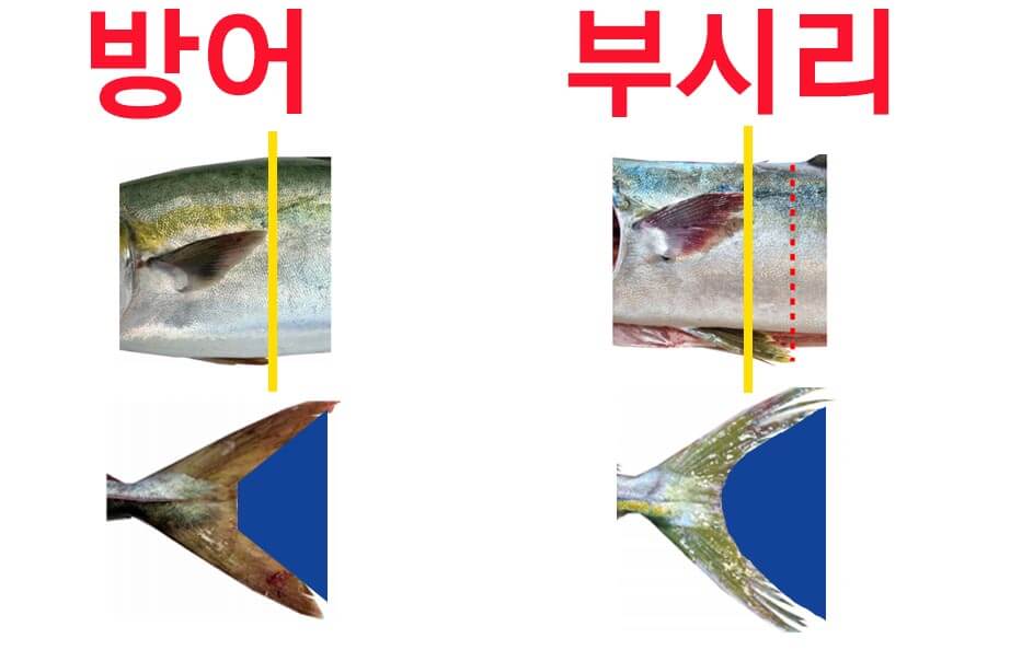 방어 부시리 지느러미 비교