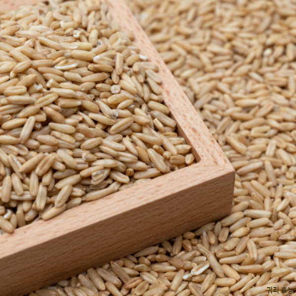 귀리 효능│귀리 효능과 부작용 알고 드세요!