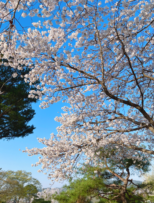보문호 벚꽃길