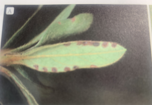 향문사> 수목해충학 출처