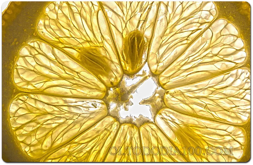 양배추주스만들기 레몬