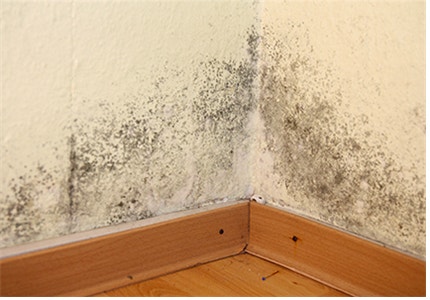 집안 곰팡이 사진