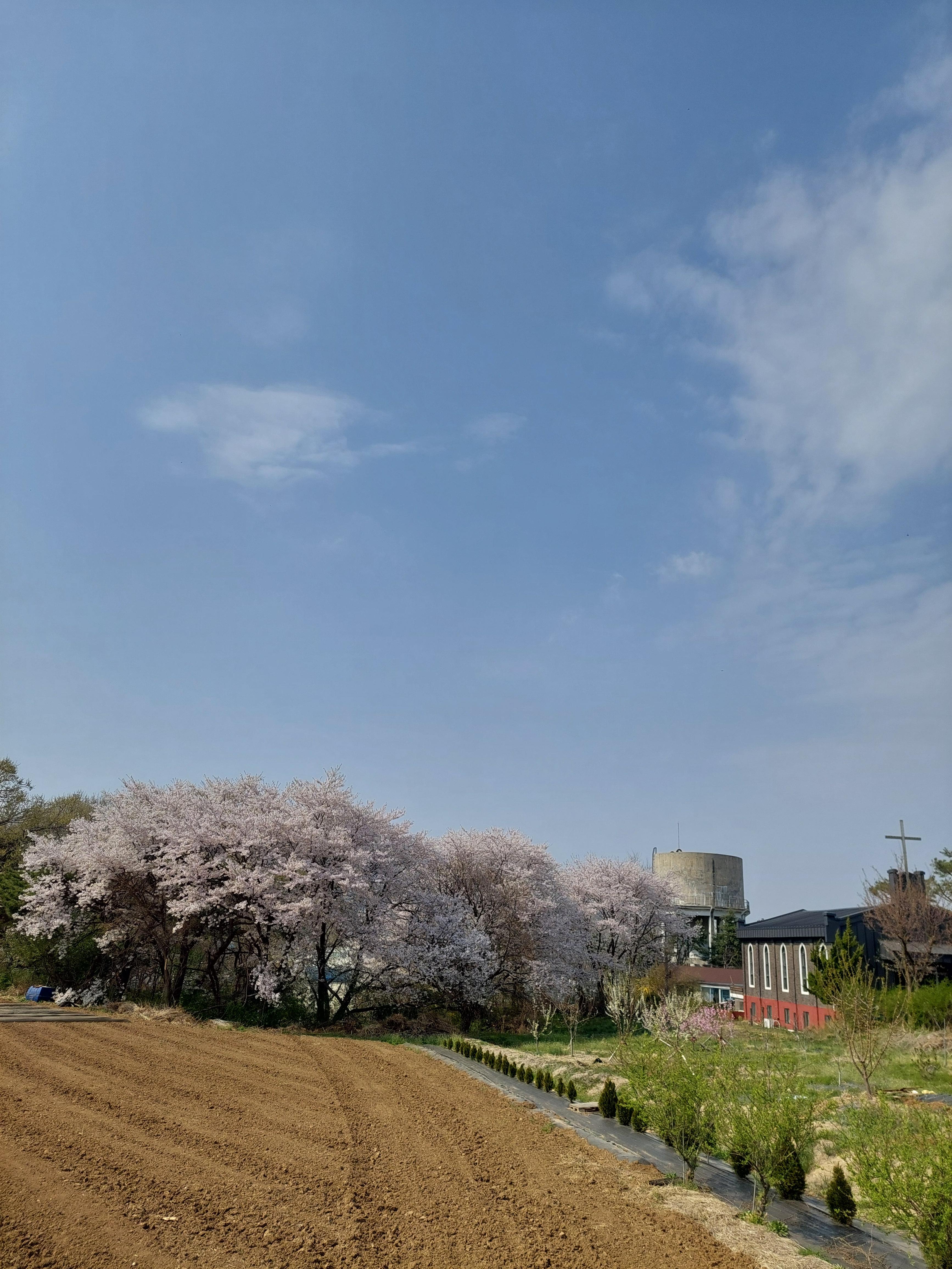 강화 고려산 진달래 축제