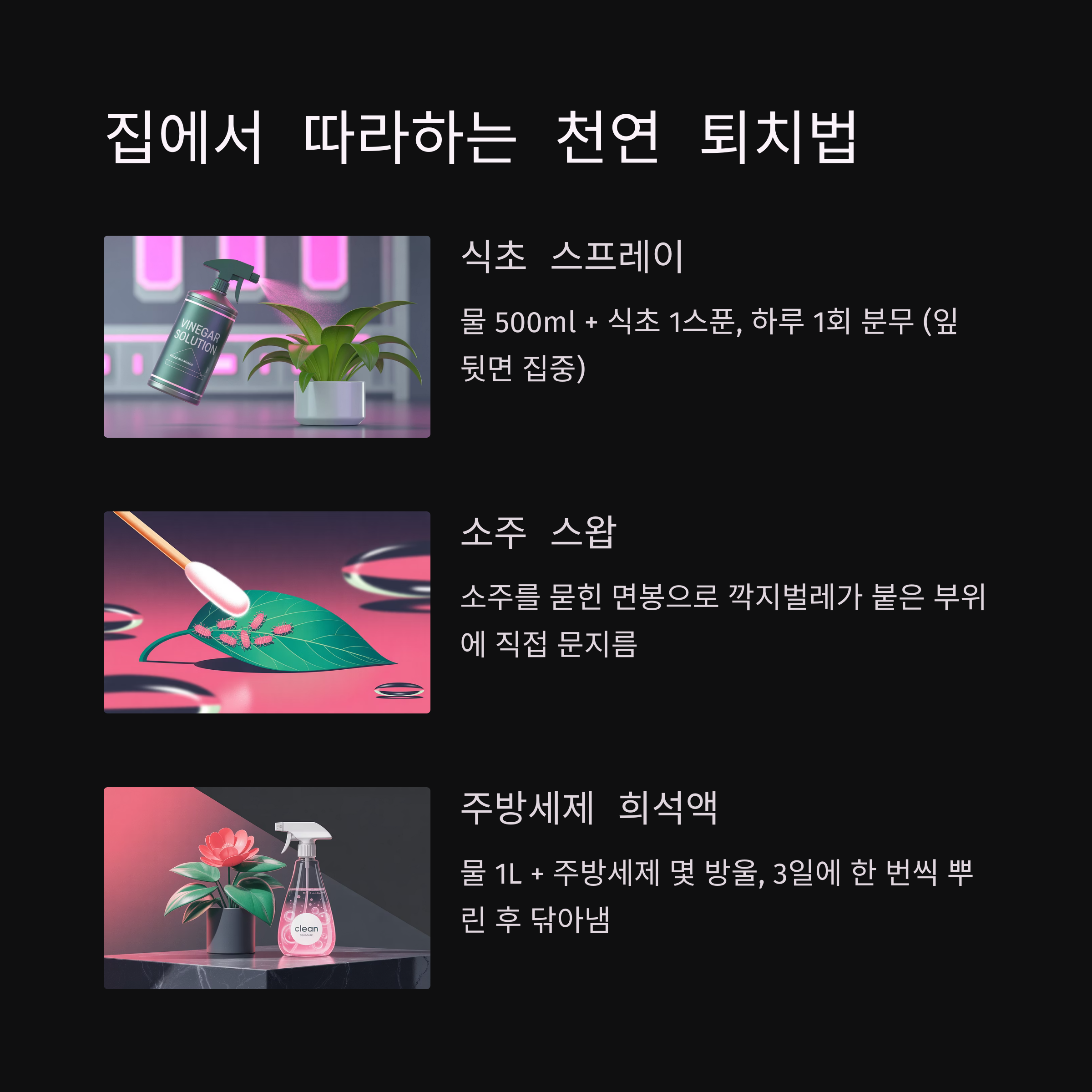 집에서 따라하는 천연 깍지벌레 퇴치법