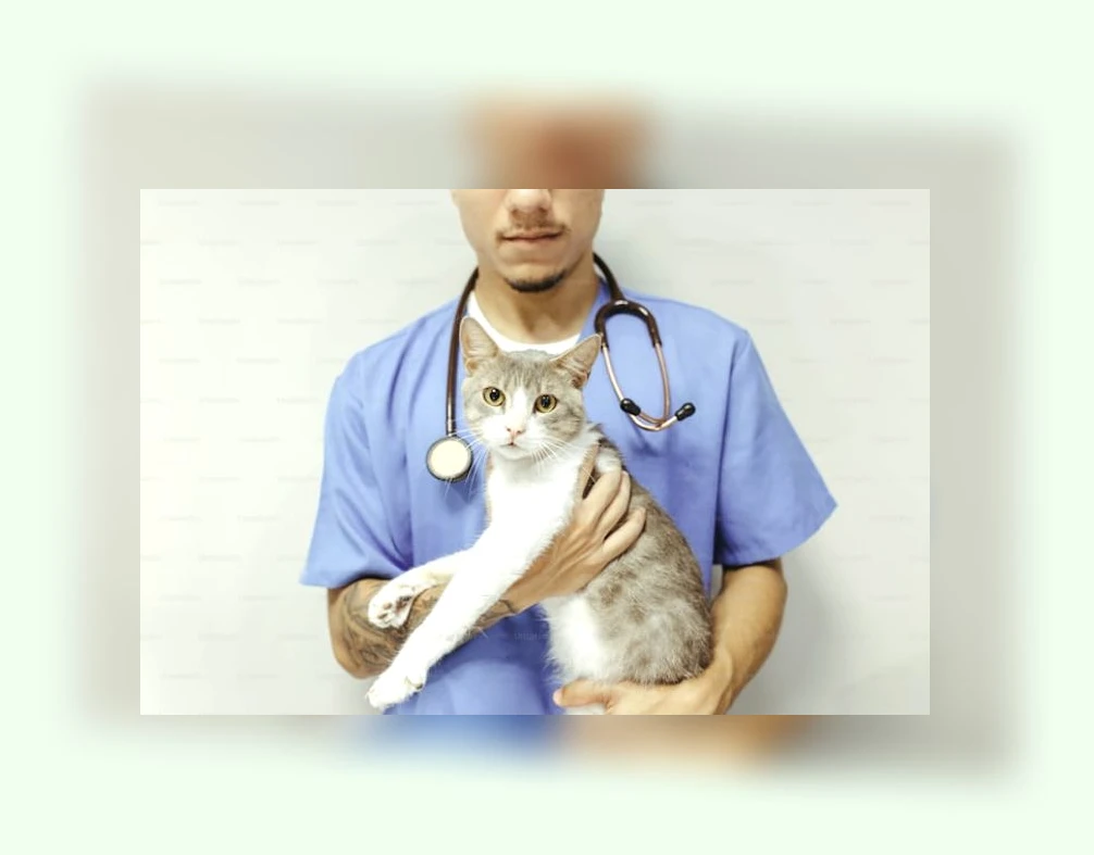 고양이 건강 관리_3_subsection