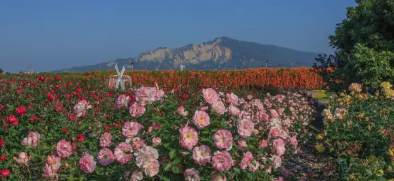 5월의 꽃&amp;#44; 곡성 장미꽃 축제