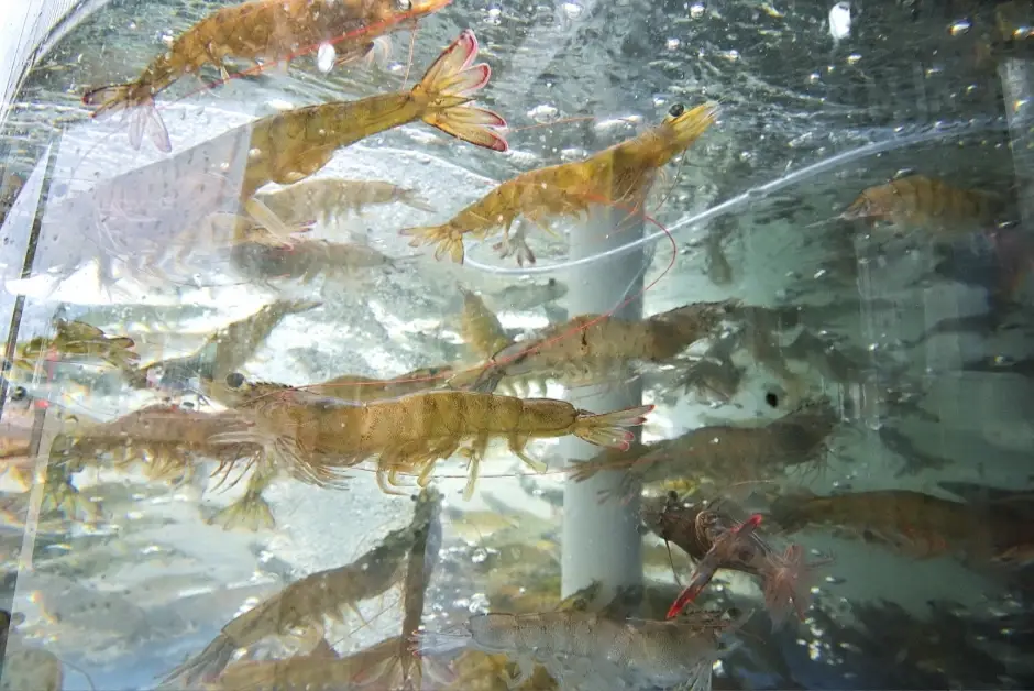 수조 안에 있는 대하