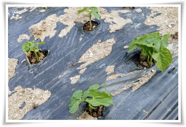 텃밭 "5월, 강낭콩 심으세요!" 콩알 콩알 재미가 톡톡, 쑥쑥 자라는 기쁨!