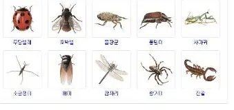 곤충 종류와 특징 생김새 습성 먹이 요약 정리_4