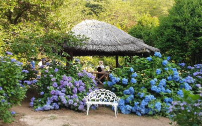 경상권 수국명소 추천 7곳, 여름의 정취를 만끽할 수 있는 곳