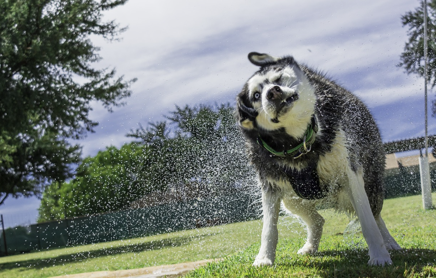 시베리안 허스키