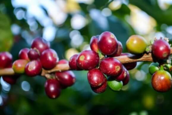게샤 커피 체리