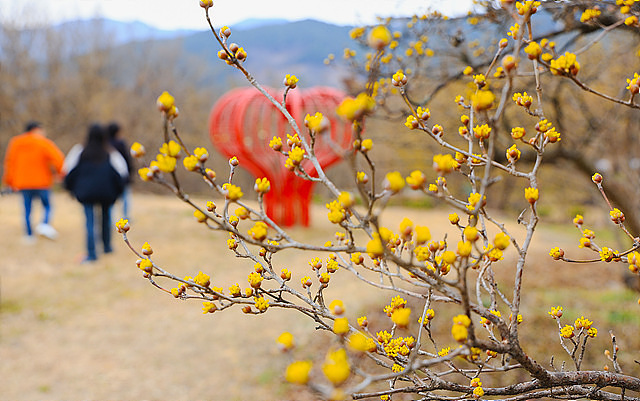구례 산수유축제 기간, 실시간, 추천 코스, 주차장, 행사장 음식 정보