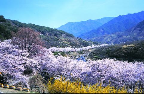 지리산 벚꽃