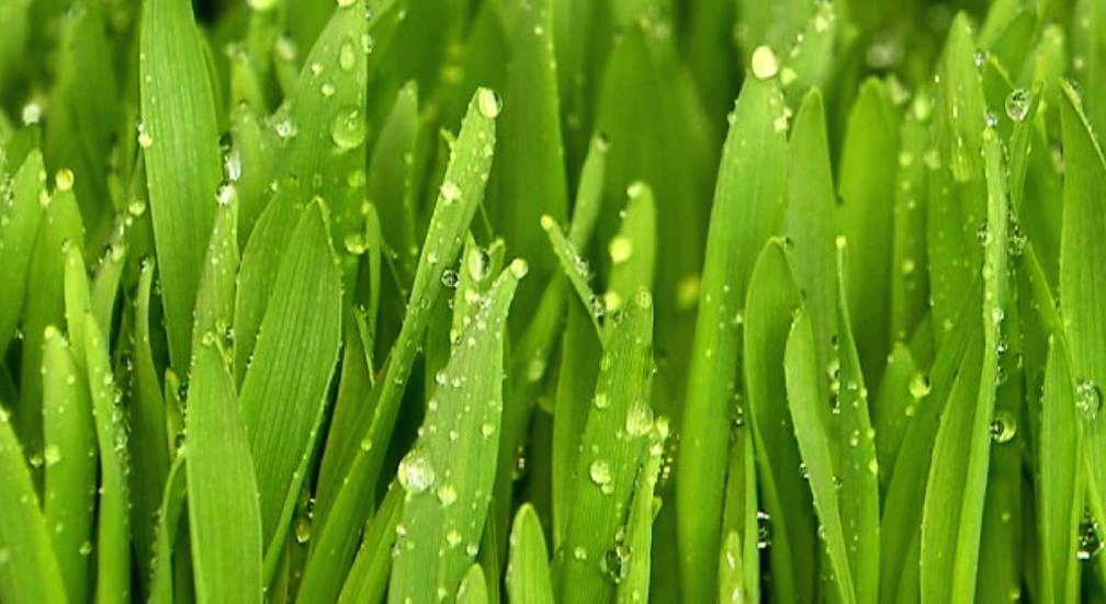 새싹보리 키우는 방법