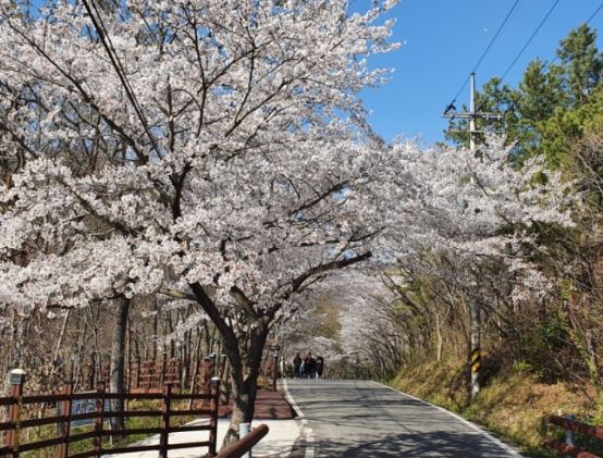 해남 벚꽃
